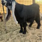 للبيع جذع خصصم