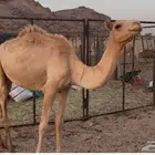بكرا للبيع