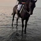 3 خيول ابطال شعبية للبيع جملة او بالحصان