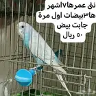 أنثى_بادجي طيور_الحب طيور_الزينة منتجة