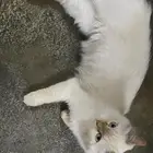 قطه أنثى للتبني السبب(تريد الزواج وأنا ليس لدي ذكر )