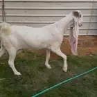عنز مشروكه دافع فوق 3 شهور