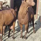 فحل حص اجم لون فاااخر