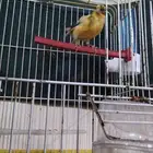أنثى كناري البيع