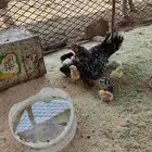 دجاجه بلدي معاها 12صوص