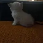 قطه هجينه هملايا سكوتش للبيع الام هملايا والاب سكوتش