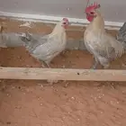 جوزين دجاج فيومي ماسي