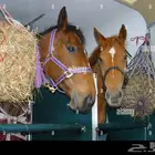 عربة نقل خيل حائل