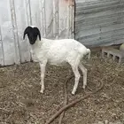 غنم بربري
