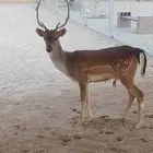 فلودير ذكر