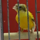 ذكر كناري يوري كرست