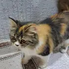 قطتين شيرازيه للتبني