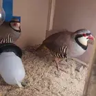 شنير سوري للبيع