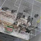 بلابيل سوري صحه ونضافه نهاية غر الموقع المبرز عند سوق الربوع