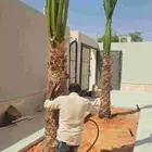 نخل وشنطونيا زينه