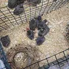 للبيع بلابل حساوي صحه ونضافه وامورهم طيبه