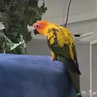 طير صن كانيور للبيع أليف جدا ب 1500