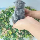 قطه كيتن ذكر سكوتش تربل فولد