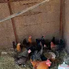 دجاج بلدي بياض