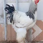 ديك براهما كولمبي ابيض عملاق