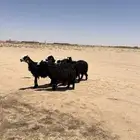 شياه نجد مضاريع