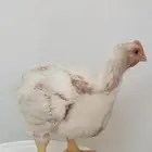 دجاج لاحم مشاريع