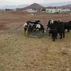 رخال ومعزاللبيع العدد6ومعزا7