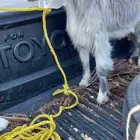 تيوس وجفار للبيع