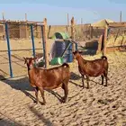 عنزين محايليات دهم دفييع على ولاد.تم البيع