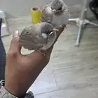 مشالله تبارك الله حبتين بلابل صحه ونضافه واحجام تملي العين