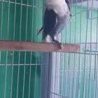 روز غير أليف