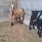 معزا عارضيه ولد
