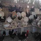 دجاج بياض وديكه
