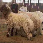 هرافي نعيم وحري