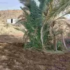 نخل مجانا