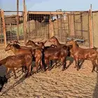 7 معزا محايليات دهم دفييع تم البيع