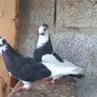 زوج قطايف وقلب جو. وزوج اصل باكستاني اصل