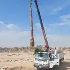 نخل واشنطنؤا زينه