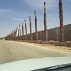 وشنطني زينه نخيل