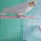 كروان غير أليف