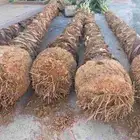 نخل وشنطني زينه