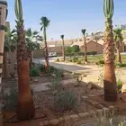 نخل واشنطن زينه للبيع