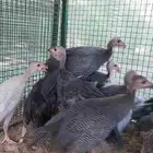 دجاج حبشي