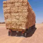 ذره شاميه حبشيه ميقوع الجوف شد 90 مقاس متر ناعمه وورق علي ا