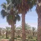 نخل واشنطونيا واشنطن للبيع ToP