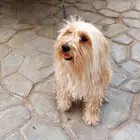 كلب ويستبو للبيع