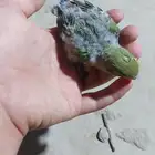 فروخ روز ألون اخضر