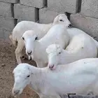تيوس جنوبيه ورفيد
