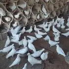 حمام فرنسي للبيع
