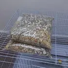 السلام عليكم ورحمه الله وبركاته موجود عندي روز مع ملحقاته قر